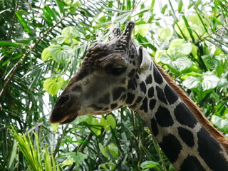 Giraffe