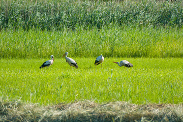 Obraz na płótnie Canvas a group of white stork (Ciconia ciconia) in the green grass on a sunny summer day