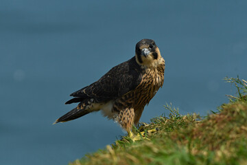 Juvenile Peregrine falcon Falco peregrinus seating on the cliff