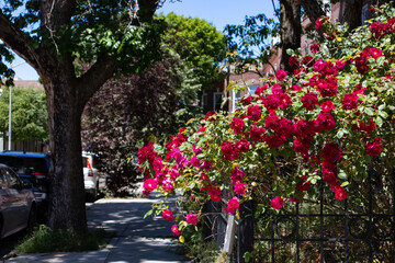 Beautiful Red Rose Bush during Spring in a Home Garden along the Sidewalk in Sunnyside Queens New York