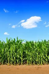 A huge corn field. Lots of green shoots of green corn