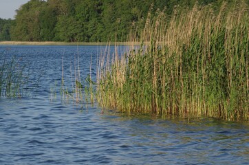 Schilf