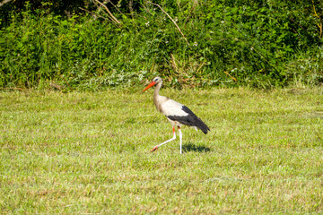 white stork (Ciconia ciconia) in the green grass on a sunny summer day