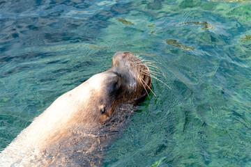 Sea Lions Fur harbor seal swimming in ocean