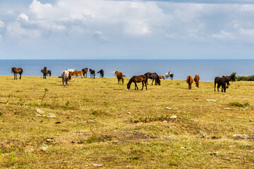 herd of horses