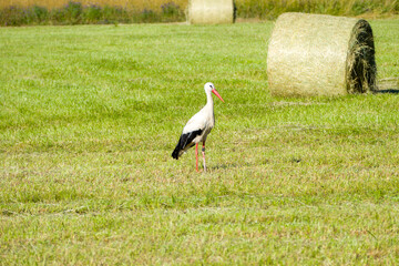 white stork (Ciconia ciconia) in the green grass on a sunny summer day