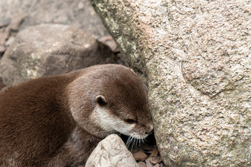 Cute otter animal sleep play swim