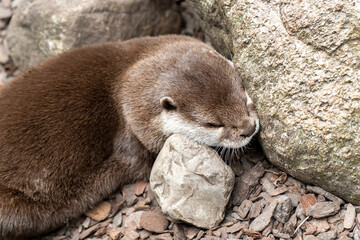 Cute otter animal sleep play swim