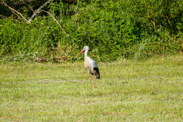white stork (Ciconia ciconia) in the green grass on a sunny summer day