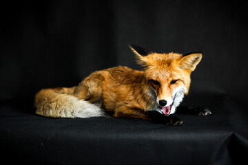 Red fox sits on a black background