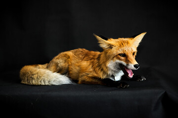 Red fox sits on a black background
