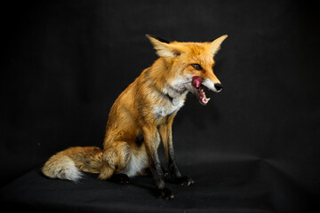 Red fox sits on a black background