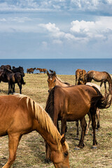 Horses at Cape Emine, near the village of Emona, Eastern Bulgaria
