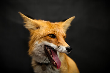 Red fox sits on a black background