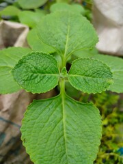 Mint leaves in the garden