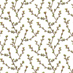 Sprigs of cherries with buds. Watercolor seamless pattern on a white background. Delicate print for fabric, wallpaper or wrapping paper.