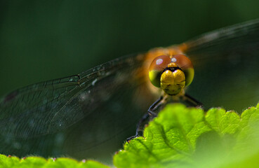 Golden Ringed Dragonfly