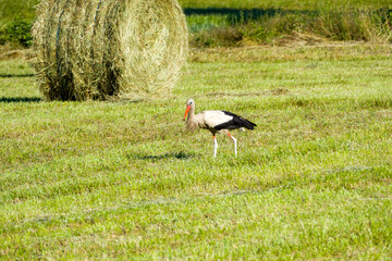 white stork (Ciconia ciconia) in the green grass on a sunny summer day