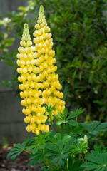 Garden Lupin, Lupinus polyphyllus