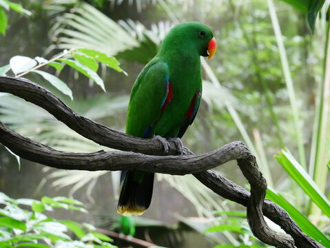 gr&uuml;ner Vogel