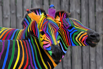 Fototapeta na wymiar Two colorful zebras painted in the colors of the rainbow cuddle on the background of a wooden fence.