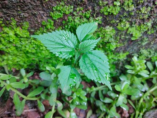 Green ivy leaves. Tragia involucrata plant.