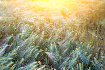 backdrop of ripening ears of wheat field on the sunset orange background Copy space of the setting...