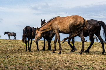 Fototapeta na wymiar Horses at Cape Emine, near the village of Emona, Eastern Bulgaria