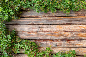 Nature wooden background. Foliage wild grapes on vintage wooden background with copy space.