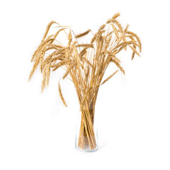 Eer Yellow of wheat in a vase isolated on white background.
