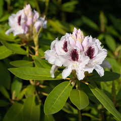 Rhododendron Hybrid Calsap, Rhododendron hybrid