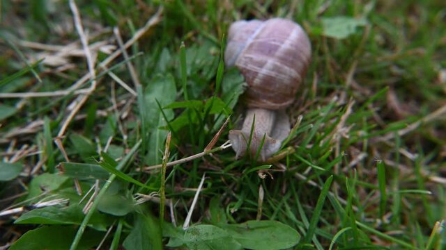 escargot