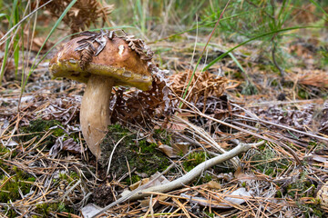 Boletus edulis - White mushroom grows in the forest against the background of pine needles.