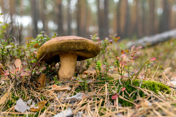 Edible mushrooms in a forest on green background, Boletus edulis