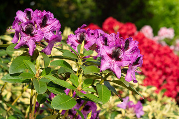 Rhododendron Hybrid Kangaroo, Rhododendron hybrid