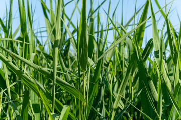 Green reed bush background over blue sky next to the hidden pond, shot at bright summer day. 