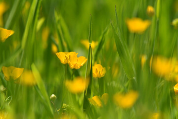 Marsh marigold or kingcup raising on the meadow