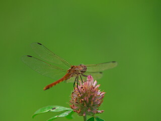 ピンク色の花にとまる赤いトンボ
