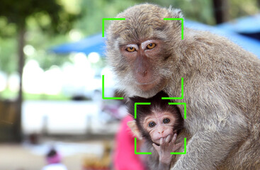 Biometric verification - cute monkey close-up face recognition - 360873212