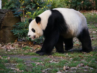 Pandab&auml;r Berlin Zoo