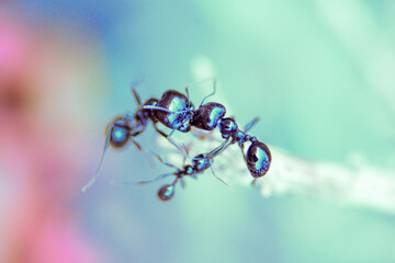 Fight to death on a branch between different rival ants to survive