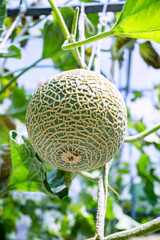 Green fresh organic melon farm inside greenhouse