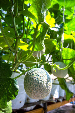 Green fresh organic melon farm inside greenhouse