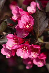 Weigela, Weigela florida