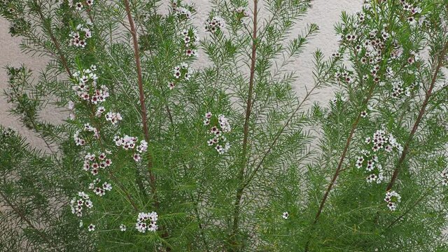 (Chamelaucium uncinatum) Fleurs de cire ou cirier flocon de neige, arbuste d&eacute;coratif aux fleurs en grappes &agrave; corolles lob&eacute;es et arrondies blanc pur au sommet de tiges souples aux fines feuilles vertes
