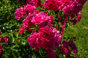 Beautiful roses in a garden on Lake Constance