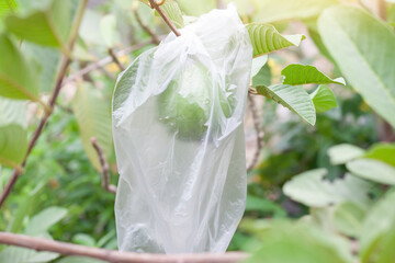 Guava that farmers wrapped in plastic bags to prevent insects in the garden.