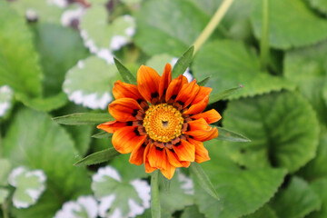 Gazania flowers in the garden