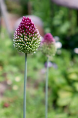 Decorative garlic in the garden. Natural background.