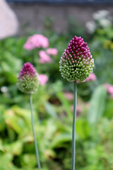 Decorative garlic in the garden. Natural background.